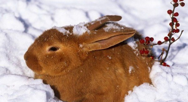 Jak pochopit, že králíci jsou zmrzlí a co dělat?